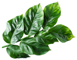 ai genererad stor monstera löv med naturlig mönster på transparent bakgrund - stock png. png