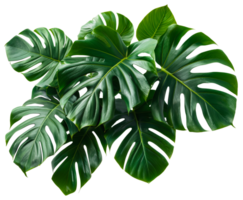 AI generated Green tropical leaves on branch with natural textures on transparent background - stock png. png