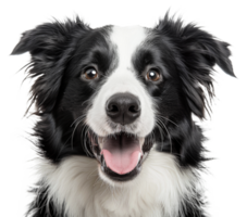 AI generated Smiling border collie with black and white fur looking forward on transparent background - stock png. png