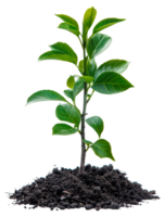 AI generated Young green plant emerging from rich soil on transparent background - stock png. png
