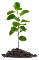 AI generated Young green plant emerging from rich soil on transparent background - stock png. png