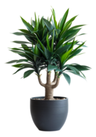 AI generated Yucca plant with spiky leaves in classic terracotta pot on transparent background - stock png. png