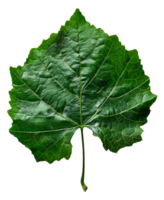 AI generated Lush green grape leaf with intricate veins on transparent background - stock png. png