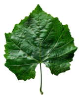 ai généré luxuriant vert grain de raisin feuille avec complexe veines sur transparent Contexte - Stock png. png