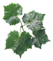 AI generated Fresh branch with vibrant grape leaves on transparent background - stock png. png