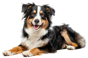 AI generated Happy Australian shepherd dog lying down with tongue out on transparent background - stock png. png