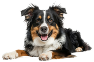 AI generated Happy Australian shepherd dog lying down with tongue out on transparent background - stock png. png