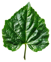 AI generated Lush green grape leaf with intricate veins on transparent background - stock png. png