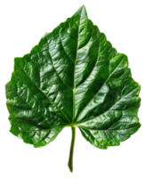 ai généré luxuriant vert grain de raisin feuille avec complexe veines sur transparent Contexte - Stock png. png