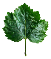 AI generated Lush green grape leaf with intricate veins on transparent background - stock png. png