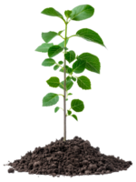 AI generated Young green plant emerging from rich soil on transparent background - stock png. png