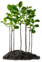 AI generated Group of young green plants emerging from rich soil on transparent background - stock png. png