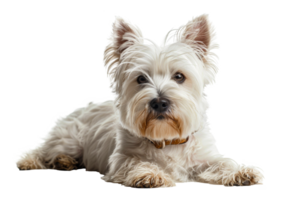 ai gerado adorável oeste terras altas branco terrier com uma brilhante casaco em transparente fundo - estoque png. png