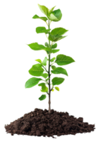 AI generated Young green plant emerging from rich soil on transparent background - stock png. png