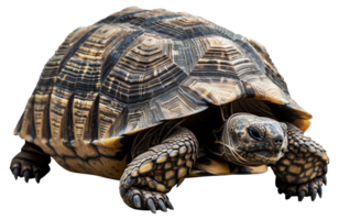 ai generiert groß Schildkröte mit detailliert Schale auf transparent Hintergrund - - Lager png. png