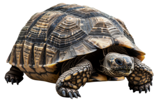 AI generated Large tortoise with detailed shell on transparent background - stock png. png