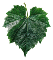 AI generated Lush green grape leaf with intricate veins on transparent background - stock png. png