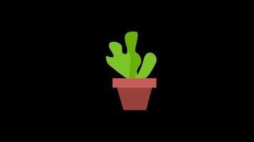 ein Kaktus im ein Topf Symbol Konzept Animation mit Alpha Kanal video