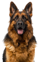 AI generated Alert German Shepherd dog with tongue out looking friendly on transparent background - stock png. png