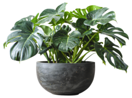 AI generated Monstera plant with glossy leaves in modern grey pot on transparent background - stock png. png