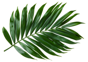 AI generated Single vibrant green palm leaf with natural patterns on transparent background - stock png. png