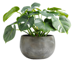 ai gerado Panela com saudável monstera plantar em transparente fundo - estoque png. png