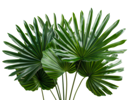 AI generated Tropical palm leaves fan display with deep green color on transparent background - stock png. png