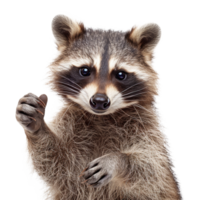 AI generated Inquisitive raccoon with a curious gaze on transparent background - stock png. png