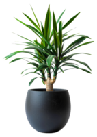 AI generated Yucca plant with spiky leaves in classic terracotta pot on transparent background - stock png. png