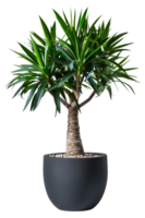 AI generated Sleek black pot showcasing a vibrant yucca plant on transparent background - stock png. png