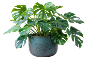 AI generated Monstera plant with glossy leaves in modern grey pot on transparent background - stock png. png