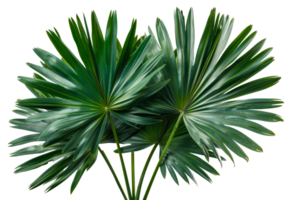 AI generated Tropical palm leaves fan display with deep green color on transparent background - stock png. png