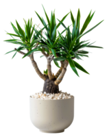 AI generated Yucca plant with spiky leaves in classic terracotta pot on transparent background - stock png. png