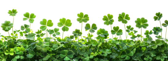 AI generated Lush green clover field symbolizing growth and luck on transparent background - stock png. png