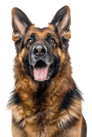 AI generated Alert German Shepherd dog with tongue out looking friendly on transparent background - stock png. png