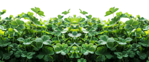 AI generated Lush green clover field symbolizing growth and luck on transparent background - stock png. png