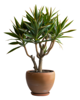 AI generated Sleek brown pot showcasing a vibrant yucca plant on transparent background - stock png. png