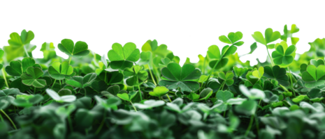 AI generated Lush green clover field symbolizing growth and luck on transparent background - stock png. png