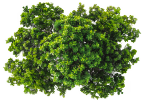 AI generated Lush green tree with dense foliage on transparent background - stock png. png