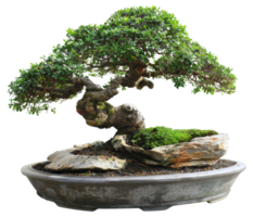 AI generated Mature juniper bonsai tree in a ceramic pot on transparent background - stock png. png