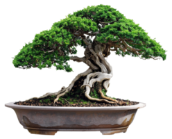 AI generated Mature juniper bonsai tree in a ceramic pot on transparent background - stock png. png