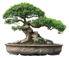 AI generated Mature juniper bonsai tree in a ceramic pot on transparent background - stock png. png