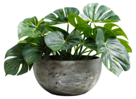 AI generated Monstera plant with glossy leaves in modern grey pot on transparent background - stock png. png