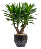 AI generated Yucca plant with spiky leaves in classic terracotta pot on transparent background - stock png. png
