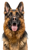 AI generated Alert German Shepherd dog with tongue out looking friendly on transparent background - stock png. png