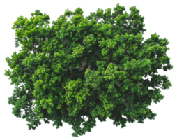 AI generated Lush green tree with dense foliage on transparent background - stock png. png