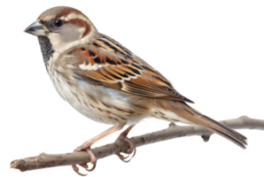 AI generated Sparrow perched on a branch on transparent background - stock png. png