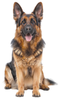 ai gegenereerd zittend Duitse herder hond met attent uitdrukking Aan transparant achtergrond - voorraad png. png