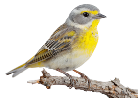 AI generated Yellow-breasted bunting on a branch on transparent background - stock png. png