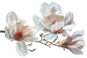 AI generated Soft white magnolia flowers in full bloom on branch on transparent background - stock png. png